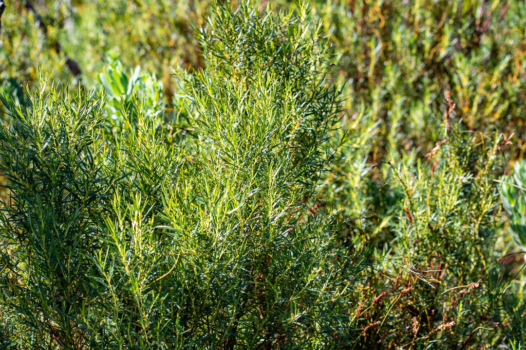 Brunia africana (Burm. fil.) Class.-Bockh. & E. G. H. Oliv. resmi