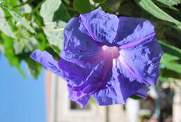 Image of Ololiuqui or Mexican Morning Glory