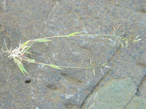 Imagem de Eragrostis cilianensis (All.) Janch.