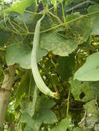 Image of sinkwa towelsponge