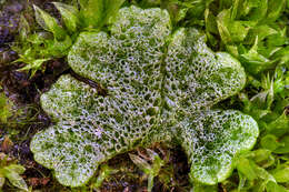 Image of physcomitrella moss