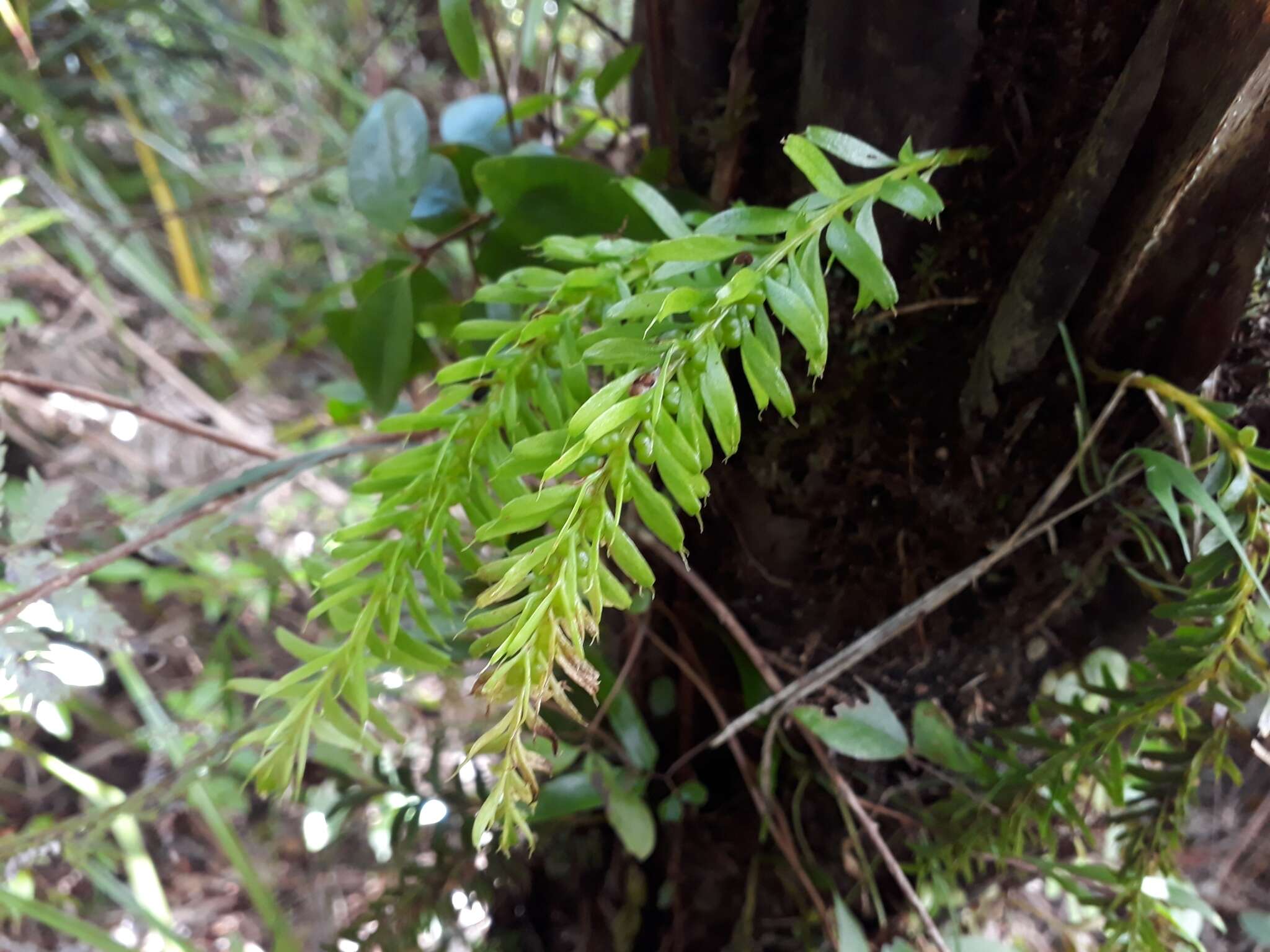 Image of Tmesipteris sigmatifolia Chinnock