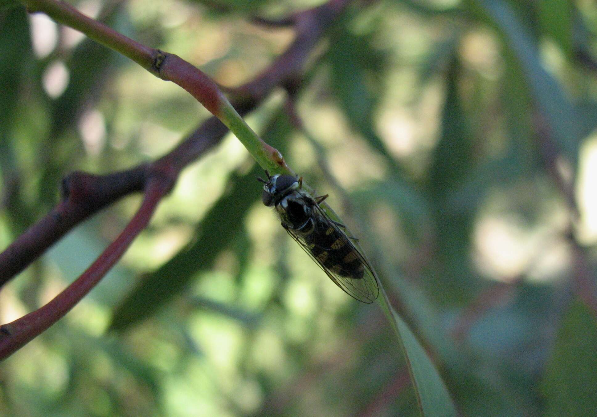 Sivun Acacia pycnantha Benth. kuva