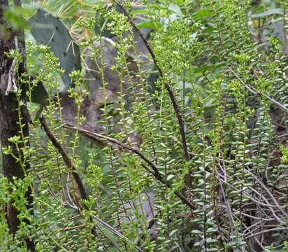 Image of Sedum calcicola Robinson & Greenm.