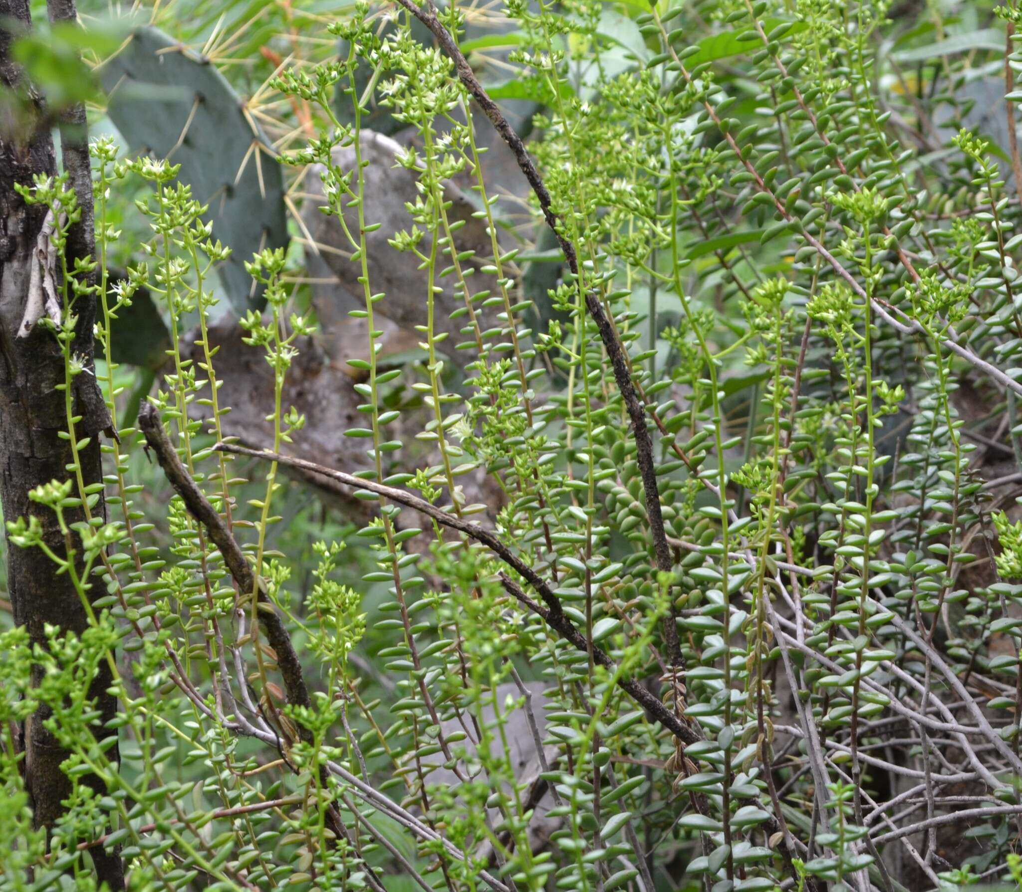 Image of Sedum calcicola Robinson & Greenm.