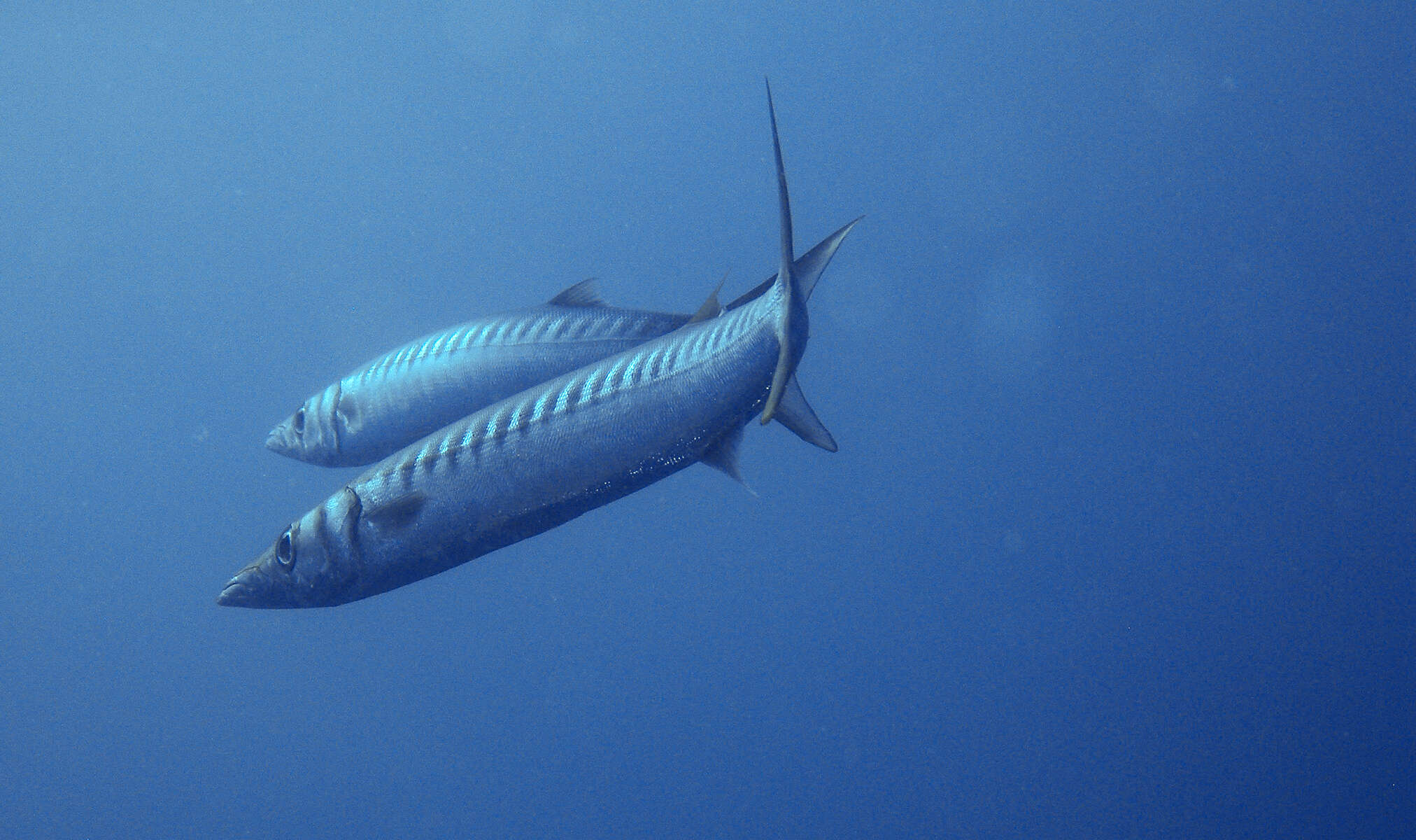 Image of Yellow Barracuda