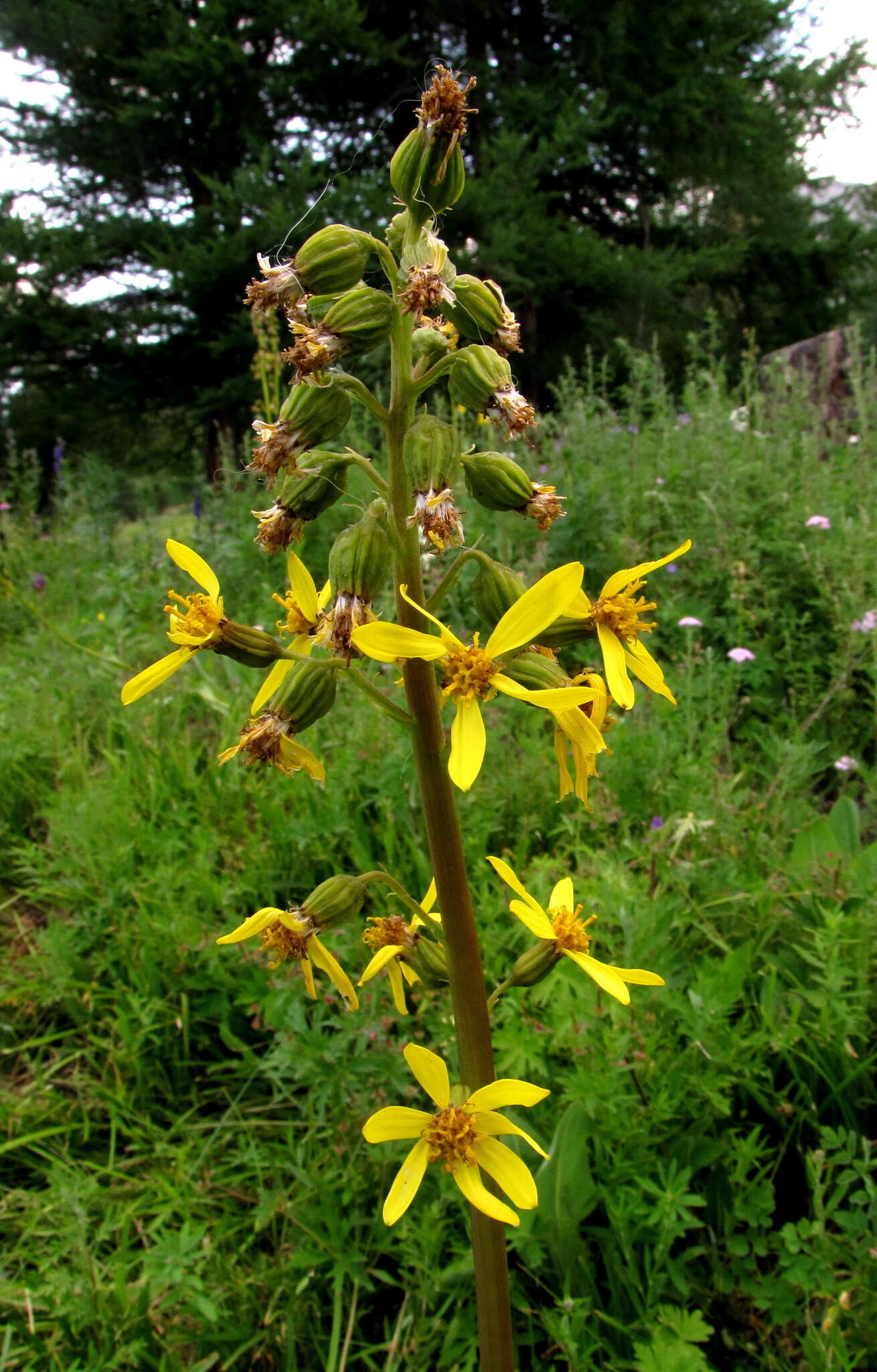 Image of Ligularia altaica DC.