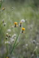 Image de Bebbia juncea (Benth.) Greene