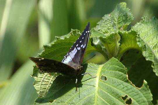 Imagem de Charaxes smaragdalis Butler 1865