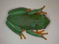 Image of Mexican leaf frog