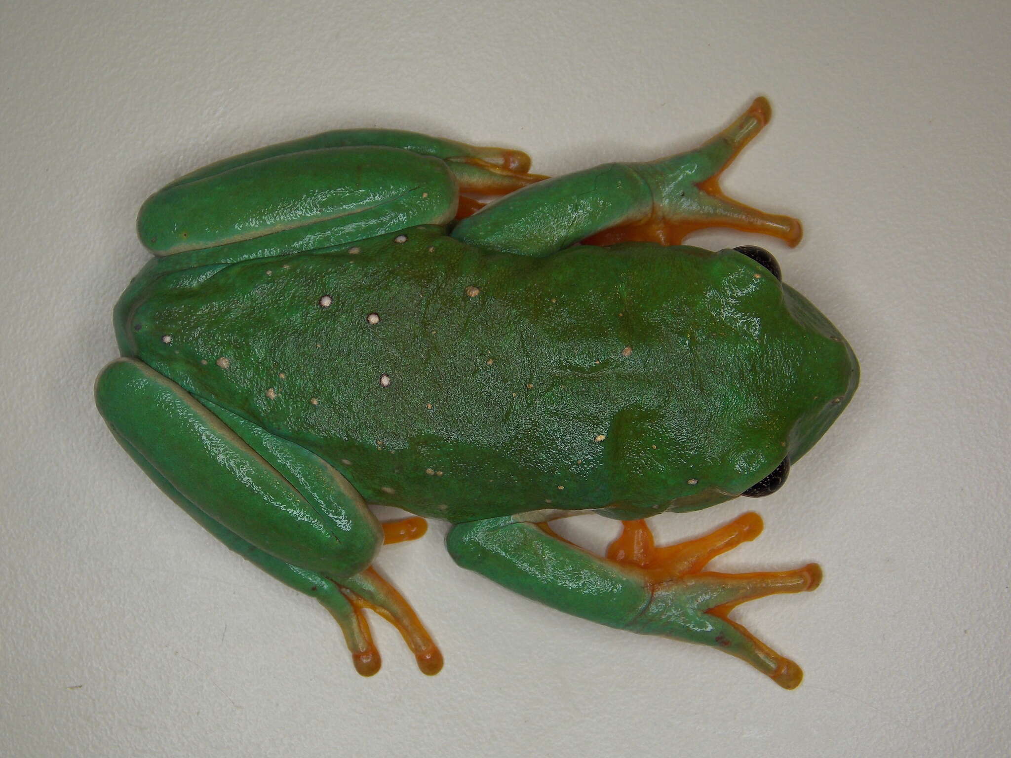 Image of Mexican leaf frog