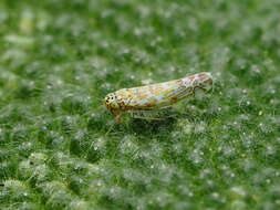 Image of Ligurian Leafhopper