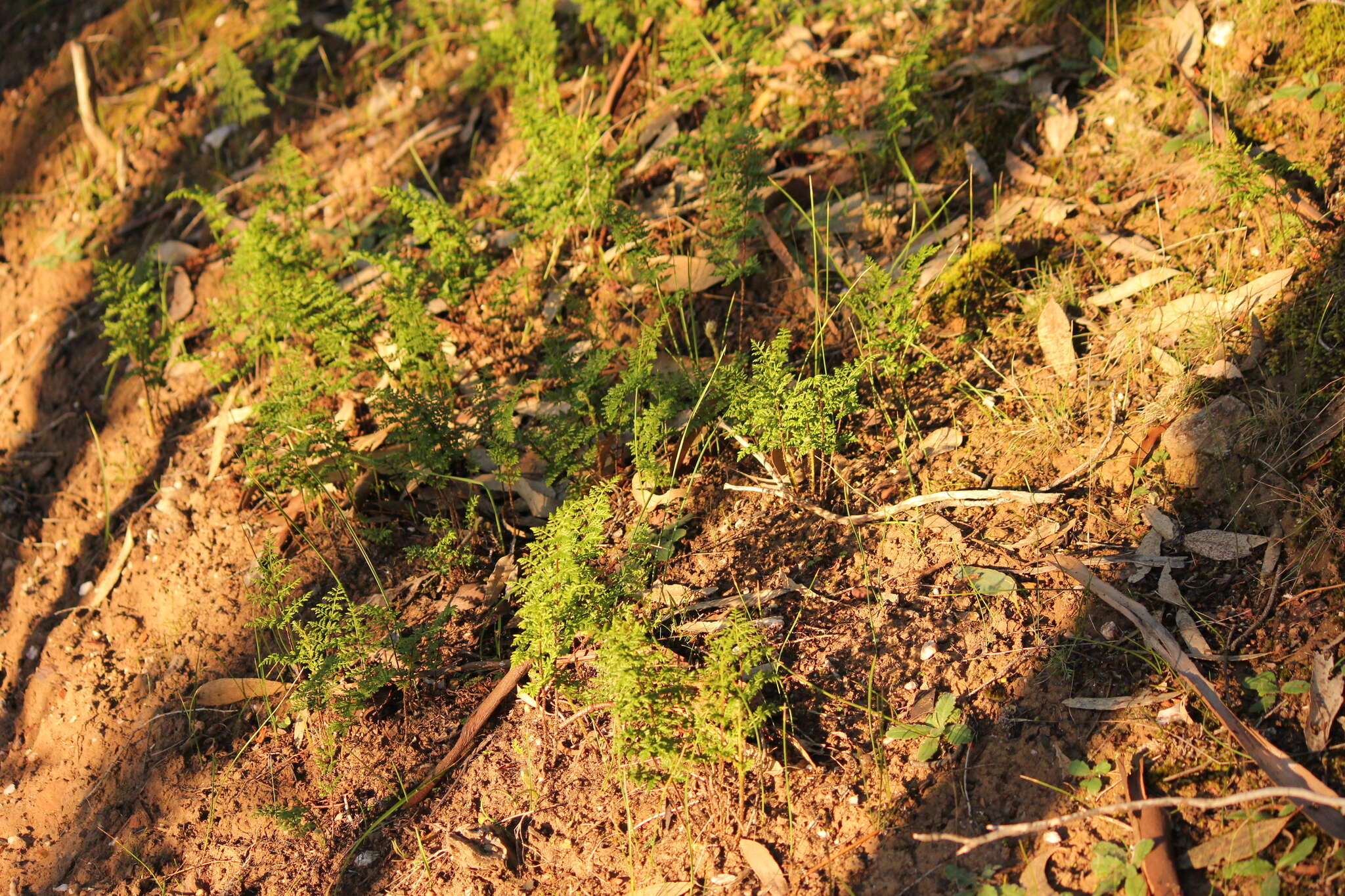 Image of Cheilanthes austrotenuifolia H. M. Quirk & T. C. Chambers