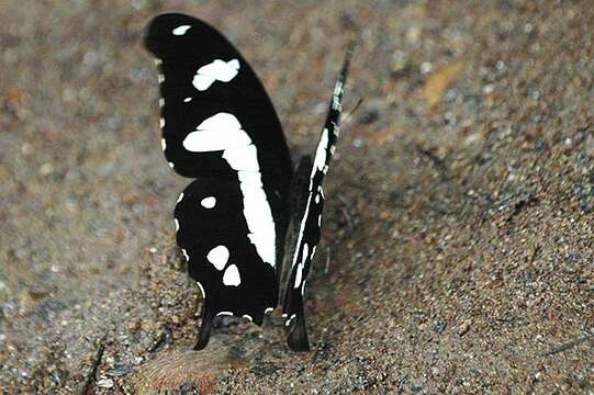 Image de Papilio hesperus Westwood (1843)