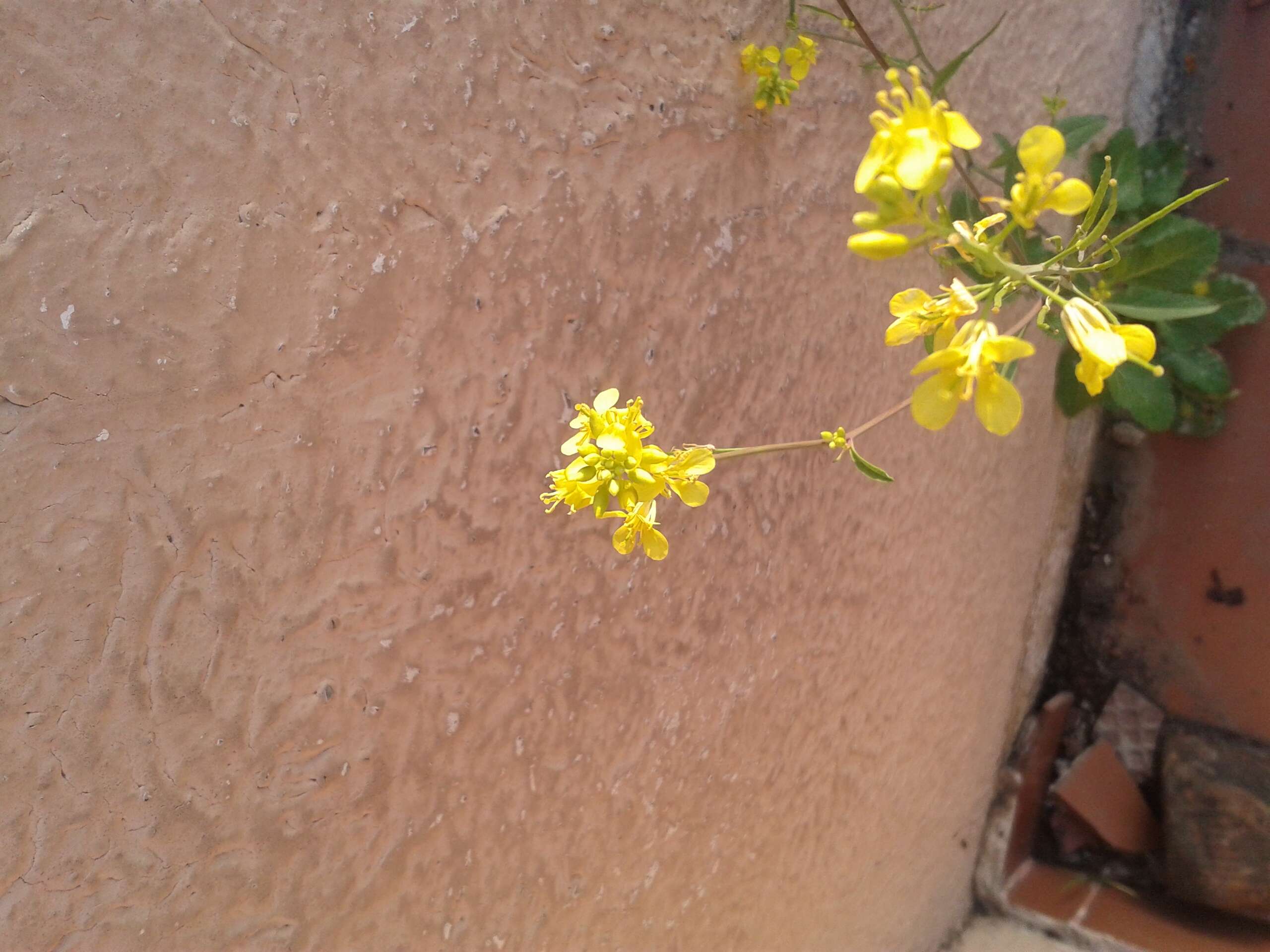 Image of Chinese mustard