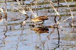 Image of Little Crake