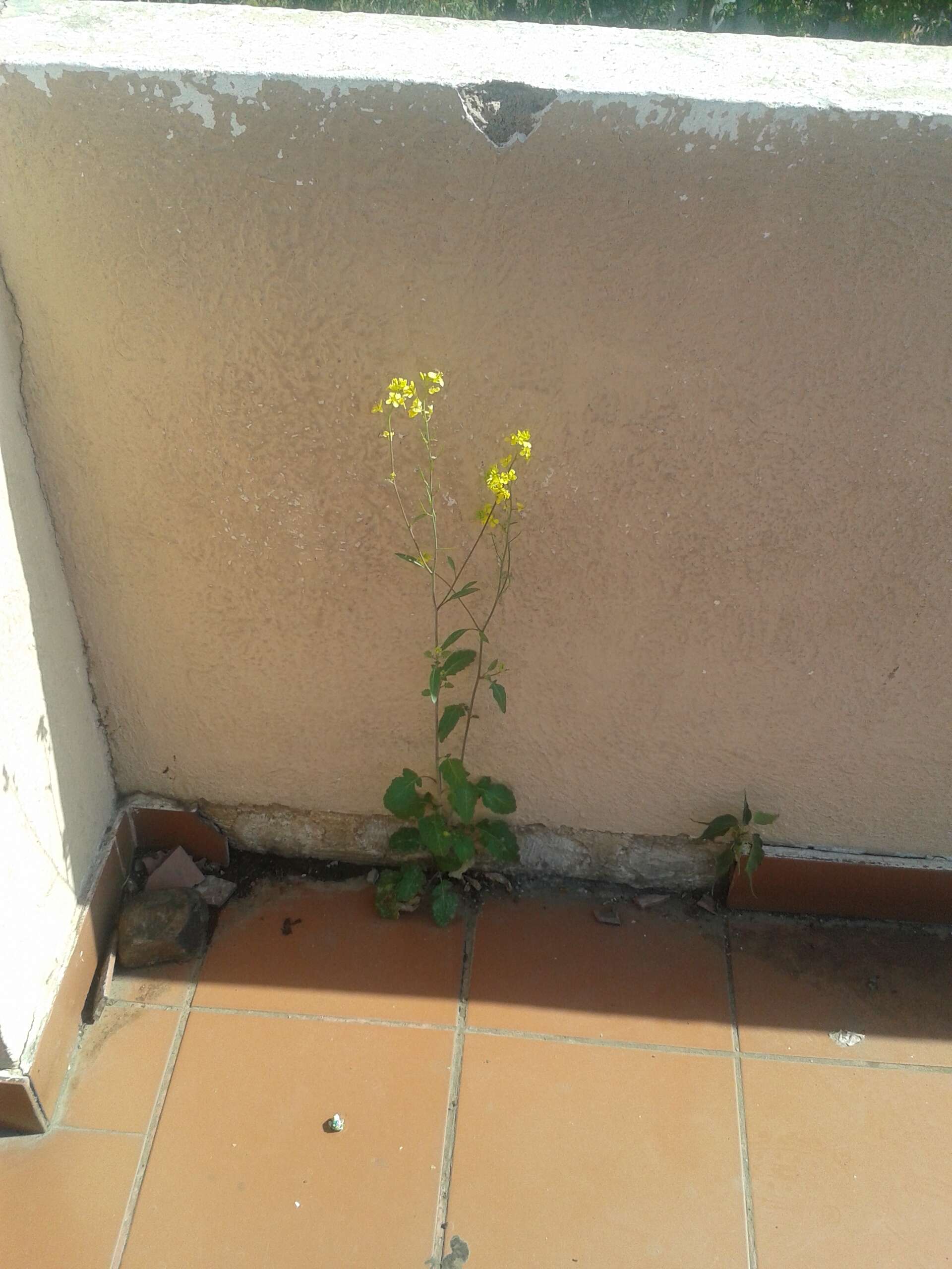 Image of Chinese mustard