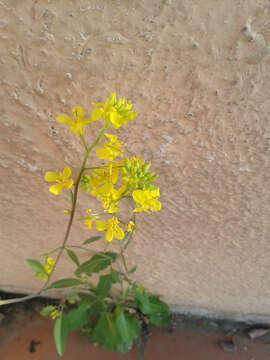 Image of Chinese mustard