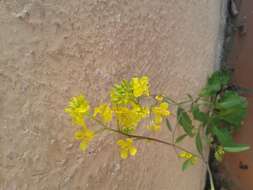 Слика од Brassica juncea (L.) Czern.