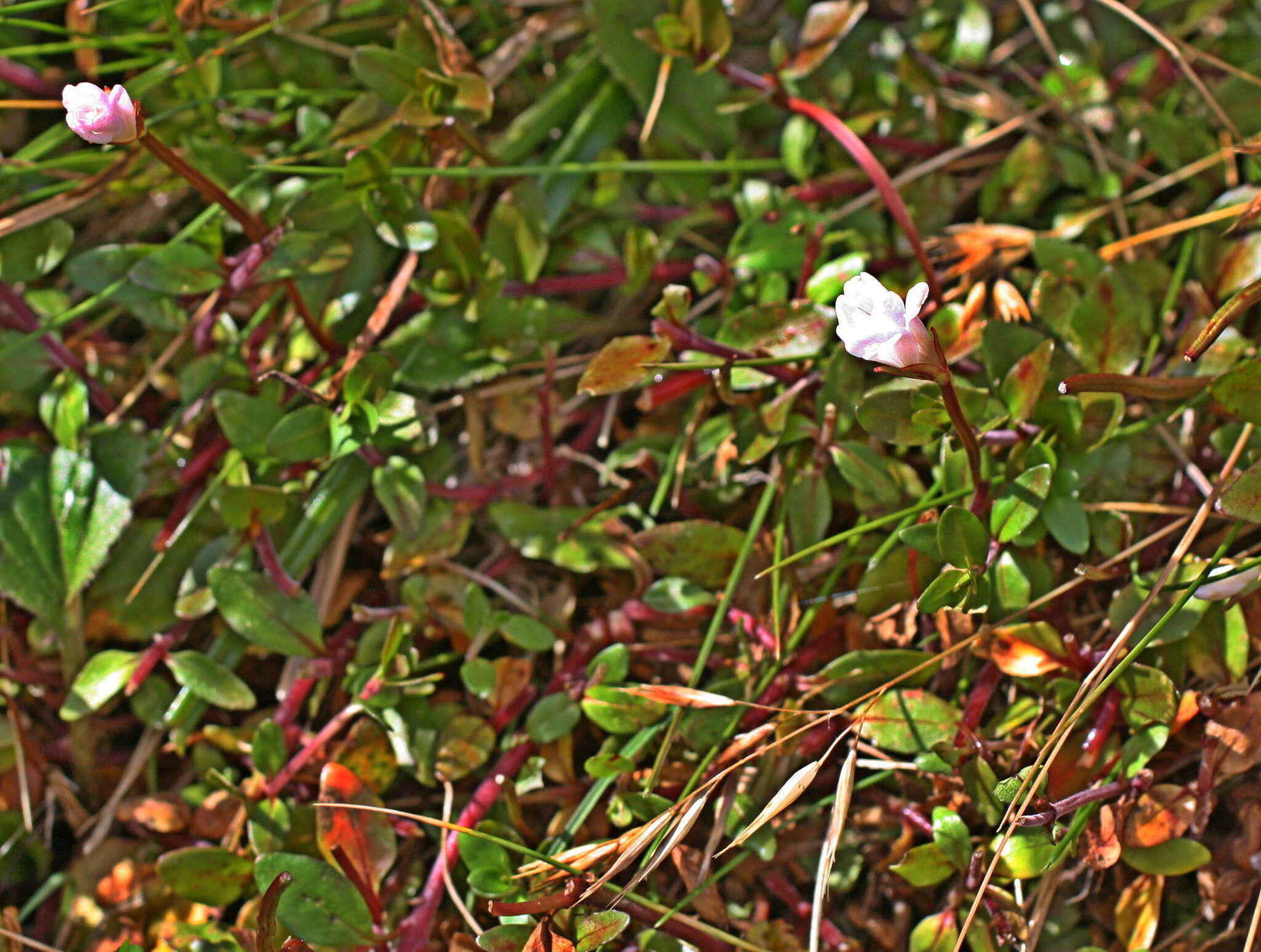 Image of Epilobium macropus Hook.