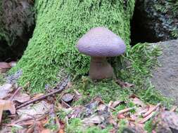 Image of Cortinarius violaceus (L.) Gray 1821