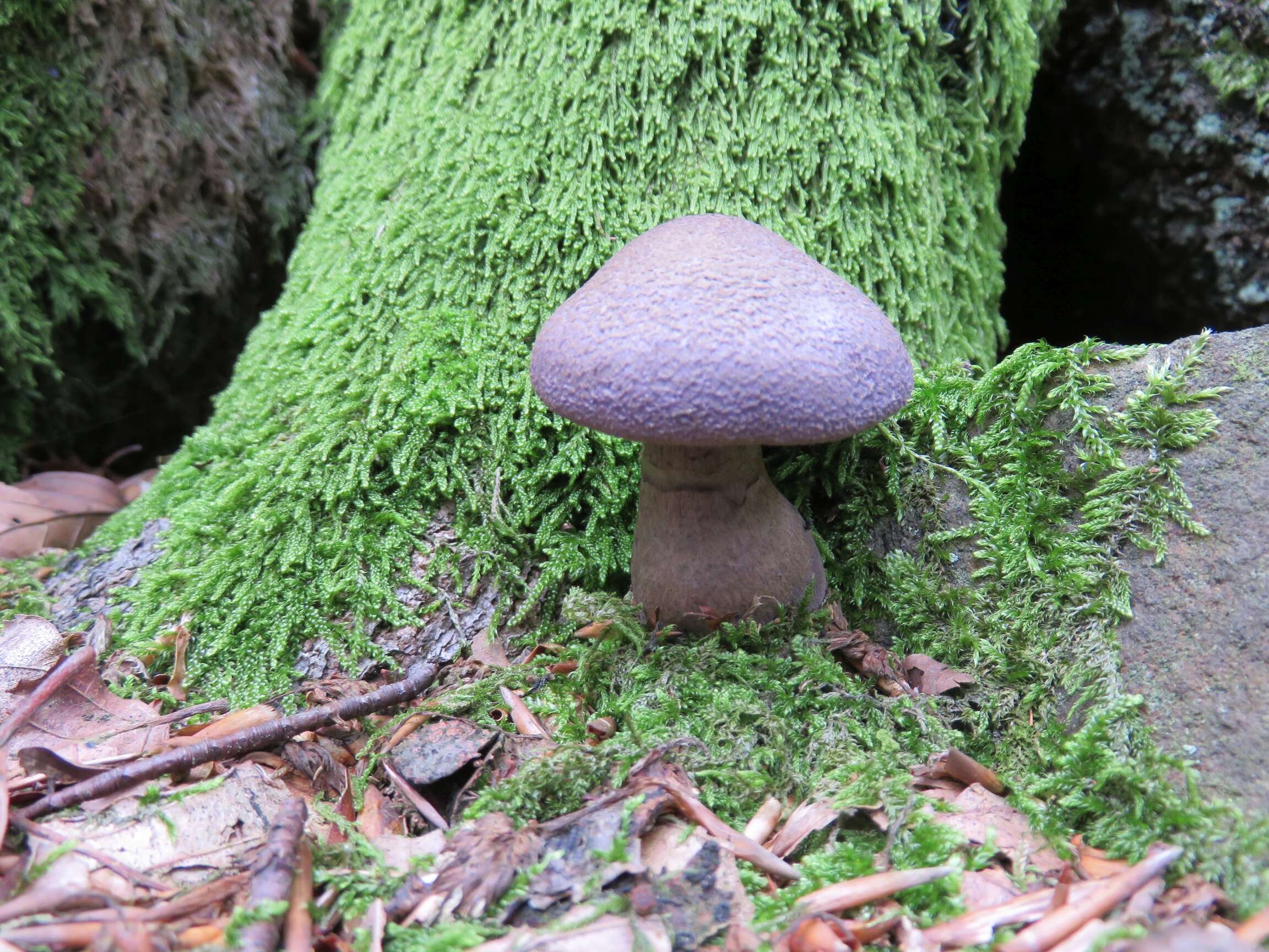 Image of Cortinarius violaceus (L.) Gray 1821