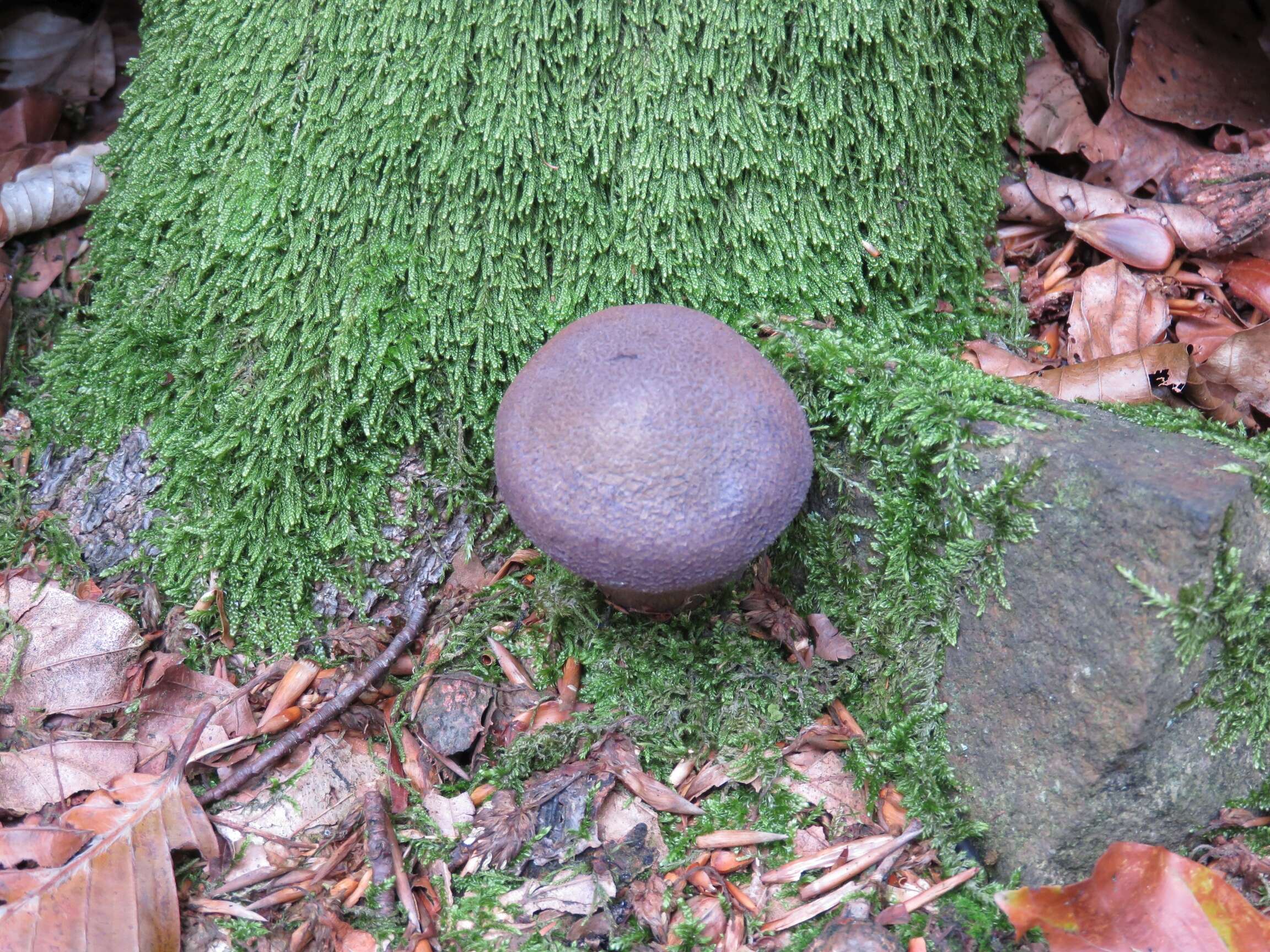 Image of Cortinarius violaceus (L.) Gray 1821