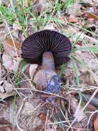 Image of Cortinarius violaceus (L.) Gray 1821