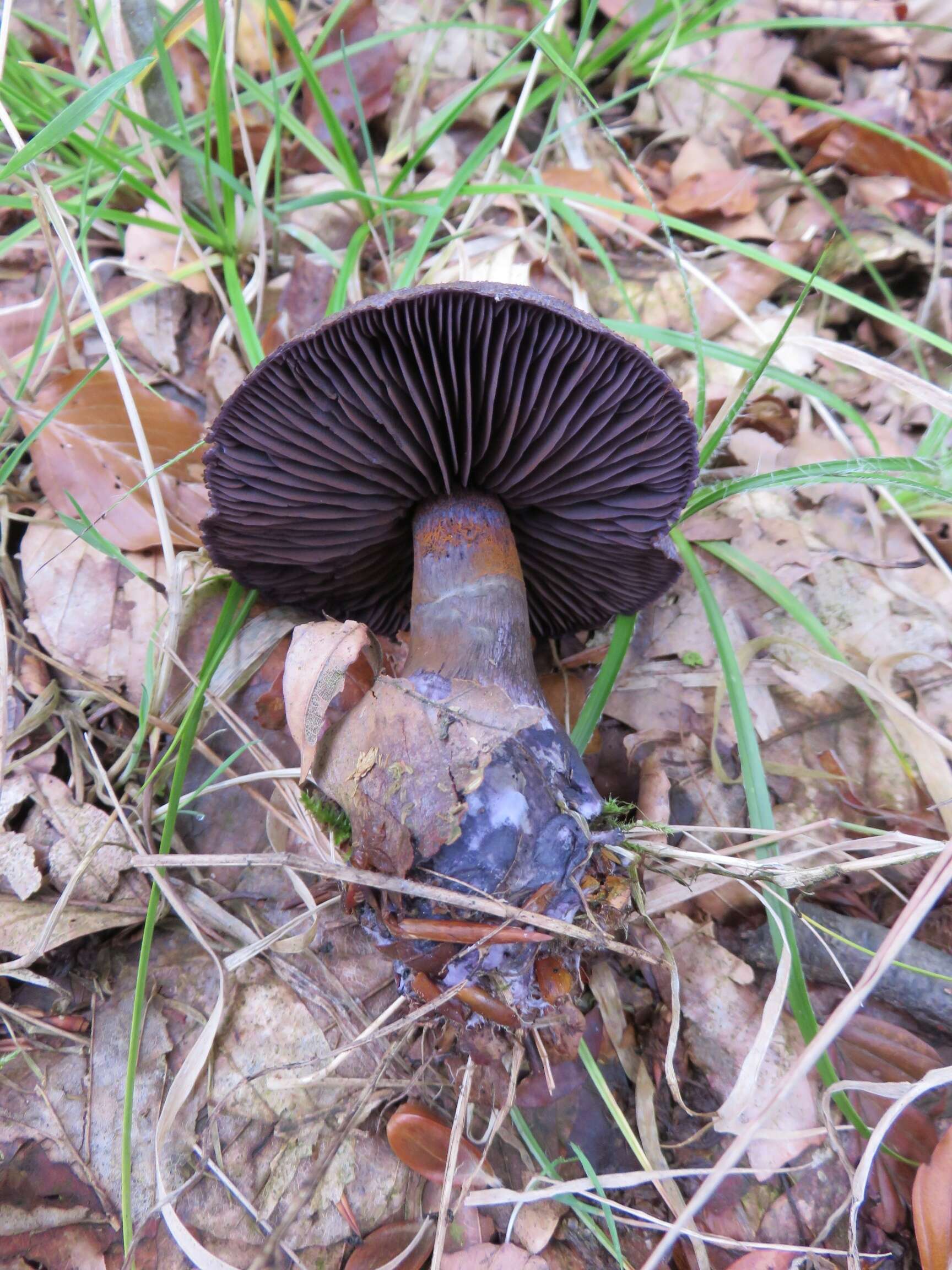 Image of Cortinarius violaceus (L.) Gray 1821