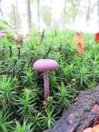 Image of Laccaria amethystina Cooke 1884