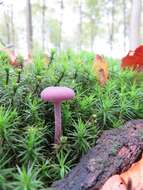 Image of Laccaria amethystina Cooke 1884