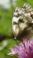 Image of Iberian Marbled White