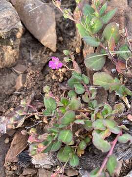 Image of Corbichonia decumbens (Forsk.) Exell