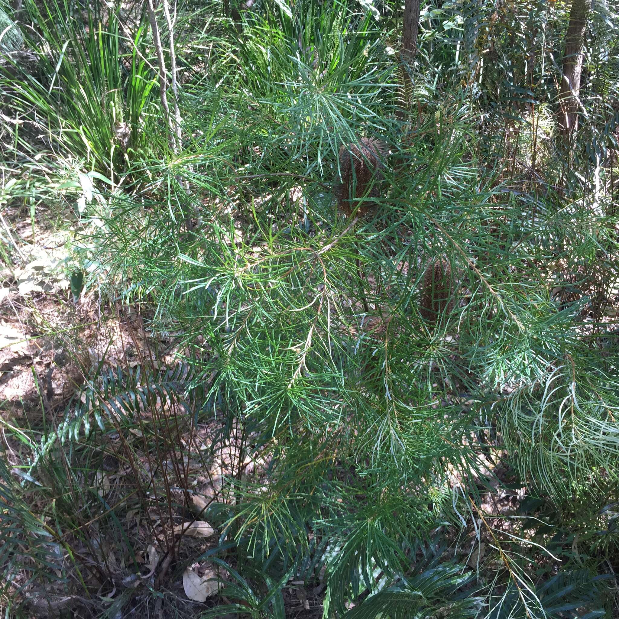 Imagem de Banksia spinulosa Sm.