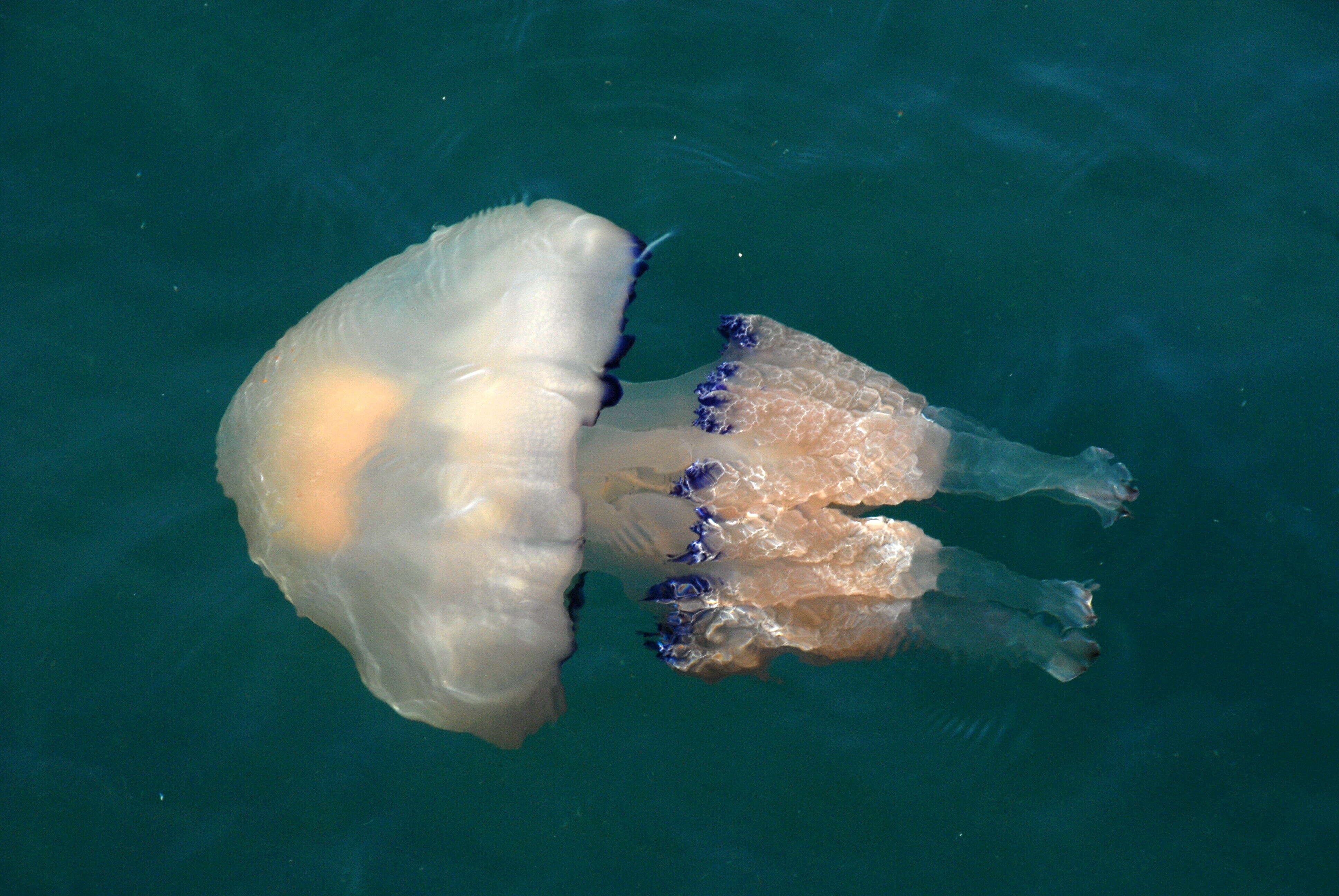 Image of barrel jellyfish