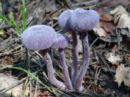 Image of Laccaria amethystina Cooke 1884