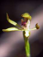 صورة Caladenia atradenia D. L. Jones, Molloy & M. A. Clem.