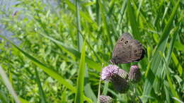 Image of Common Wood Nymph