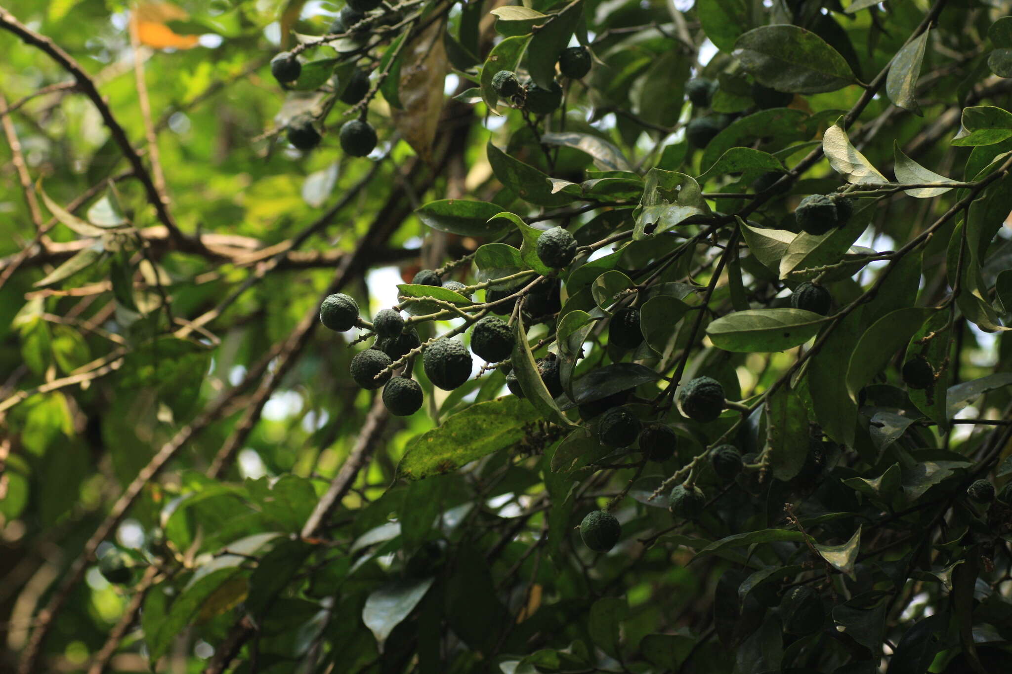 Image of Xanthophyllum flavescens Roxb.