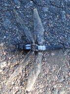 Image of Chalk-fronted Corporal