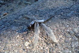 Image of Chalk-fronted Corporal