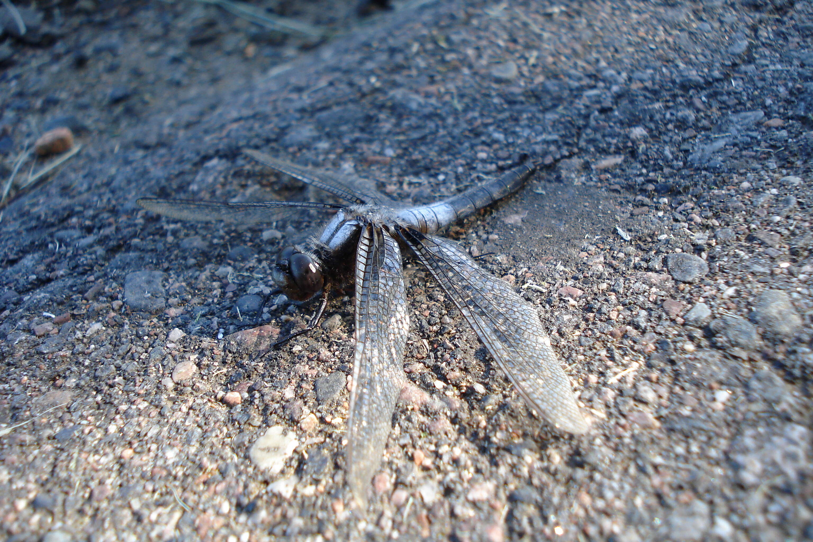 Image of Chalk-fronted Corporal