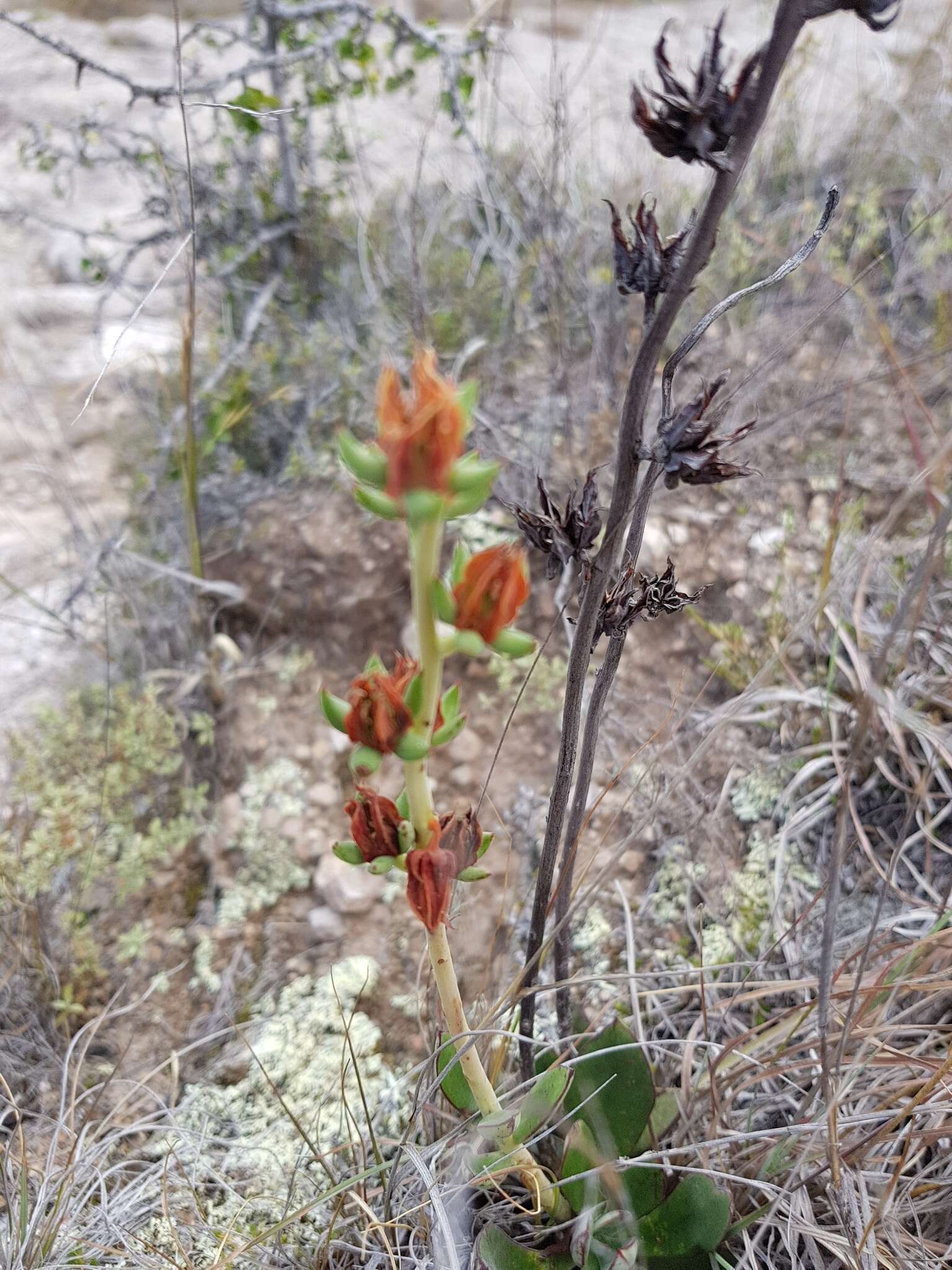 Sivun Echeveria longissima var. aztatlensis J. Meyrán kuva