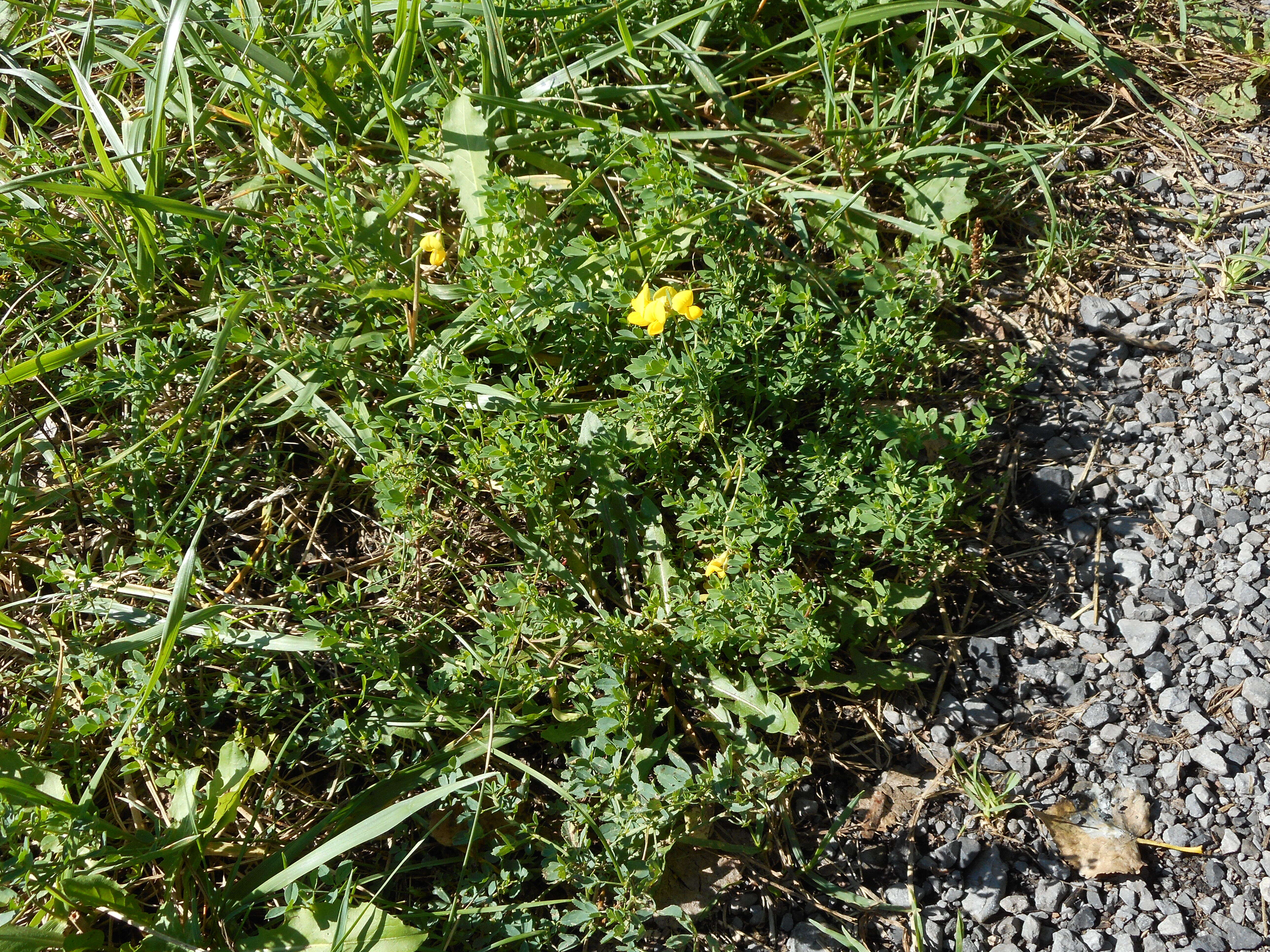 Image of Common Bird's-foot-trefoil