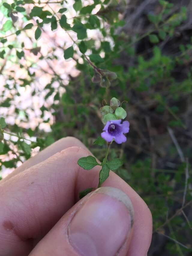 Image of Violet Mint-bush