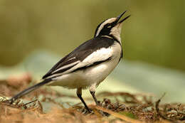 Image of African Pied Wagtail