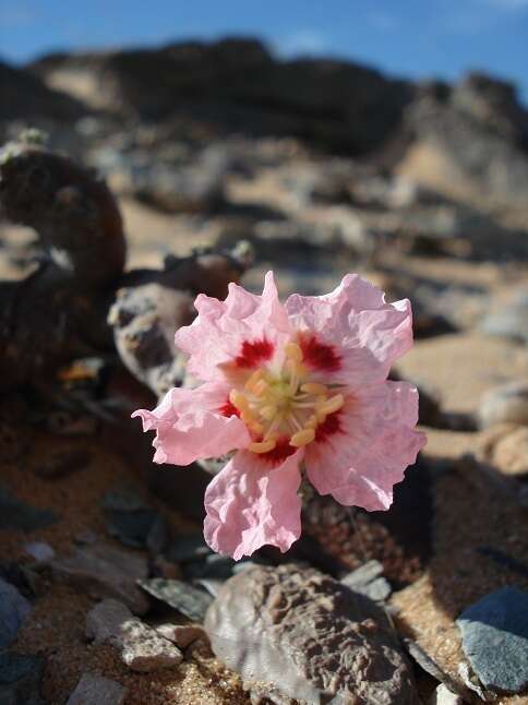 Image of Monsonia multifida E. Mey.