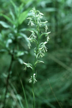 Platanthera lacera (Michx.) G. Don resmi