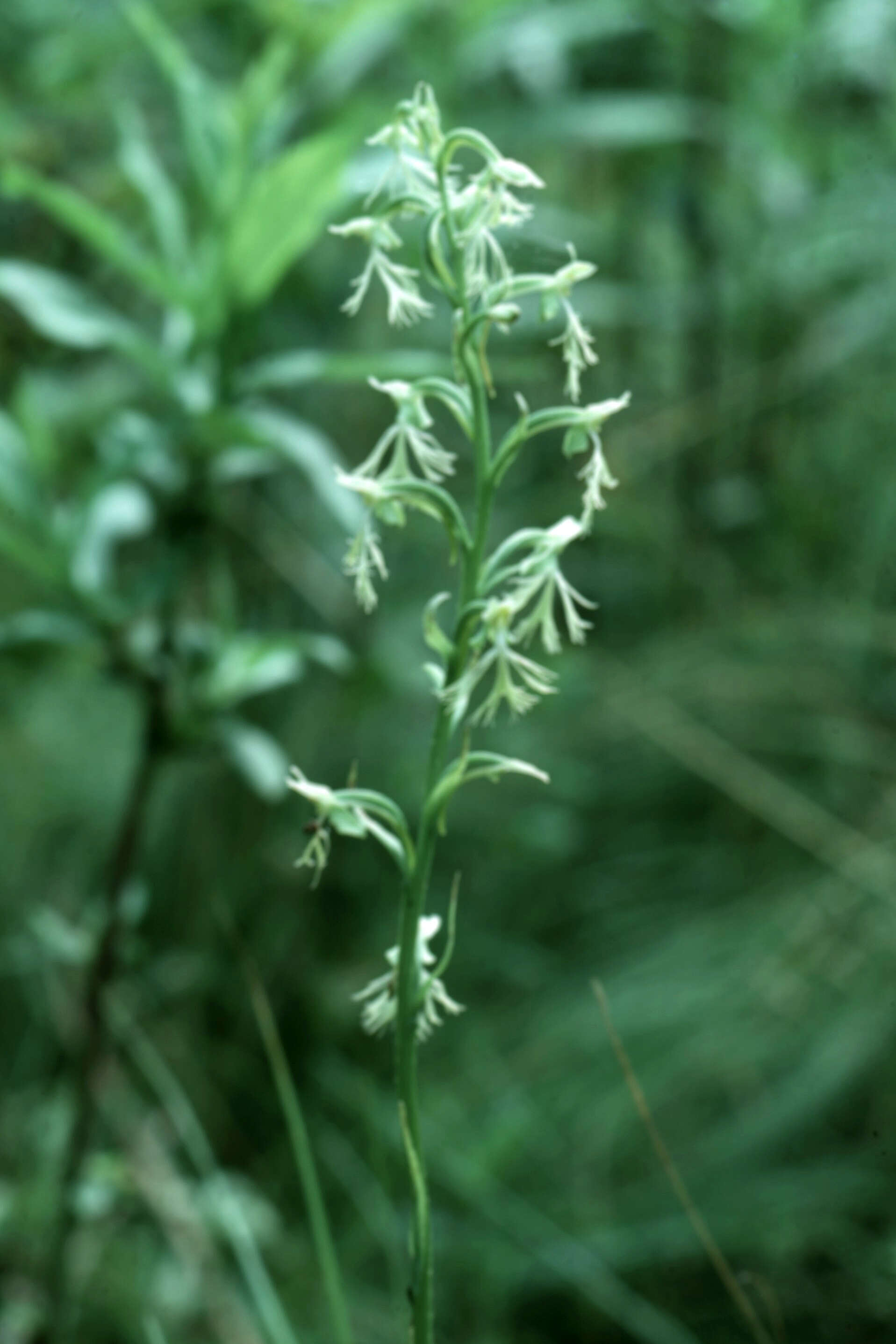 Слика од Platanthera lacera (Michx.) G. Don