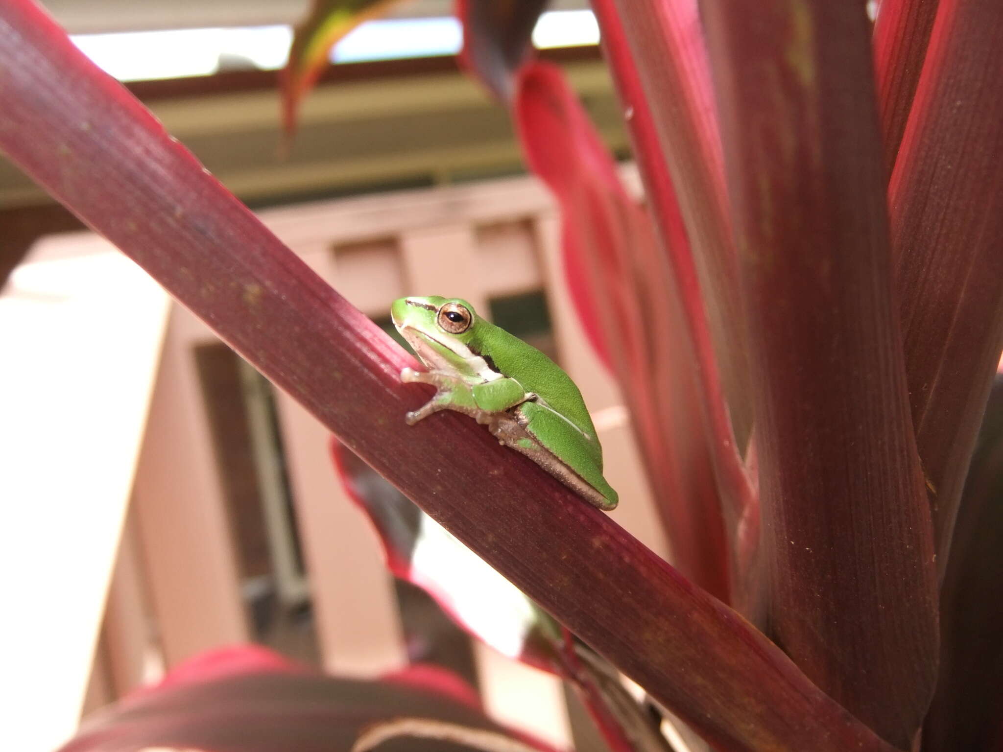 Image of Eastern Dwarf Tree Frog